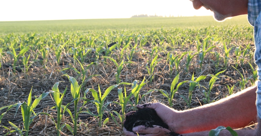 Farmer holding dirt in cornfield