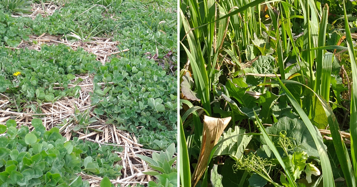 Cover crop after small grains