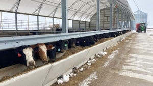 Cows in a cattle barn