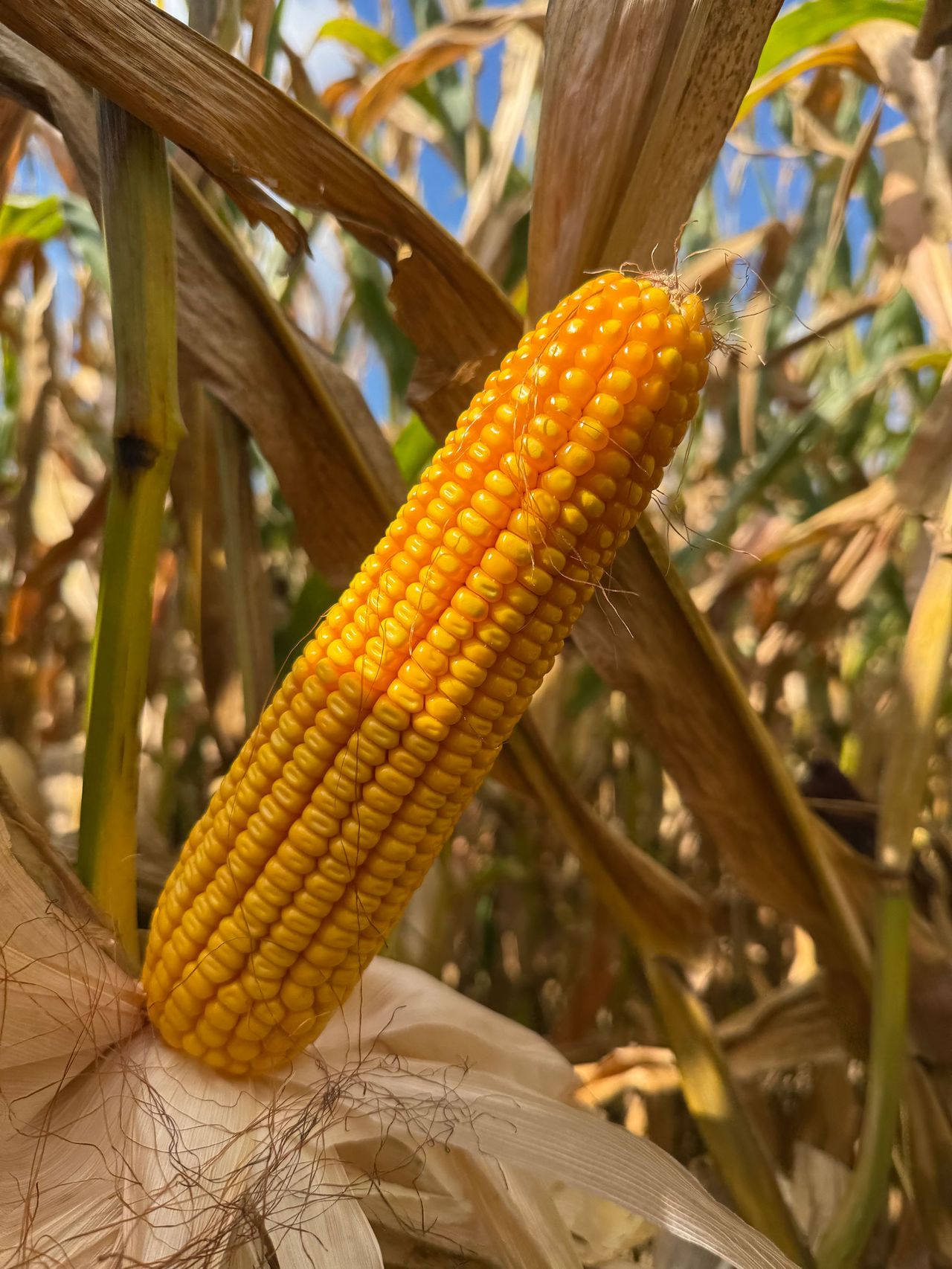 Farmer wins corn contest using tillage and compost