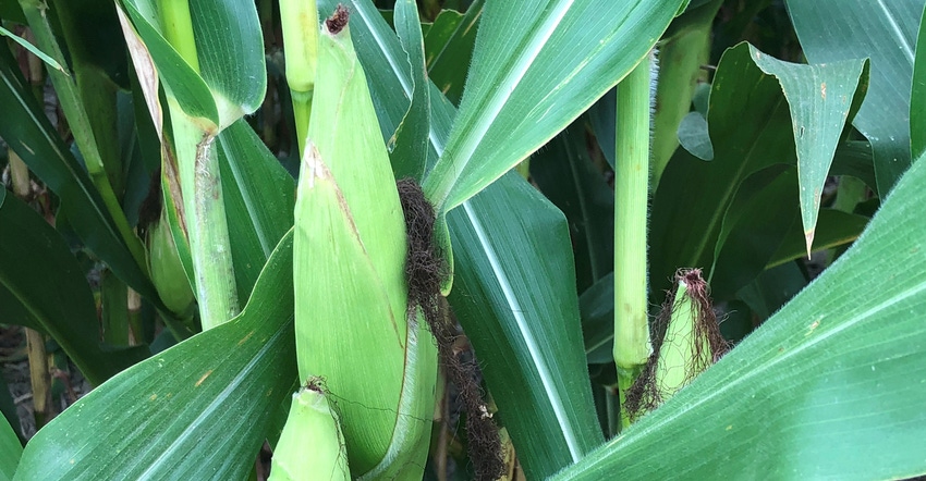 ears of corn with clipped silks