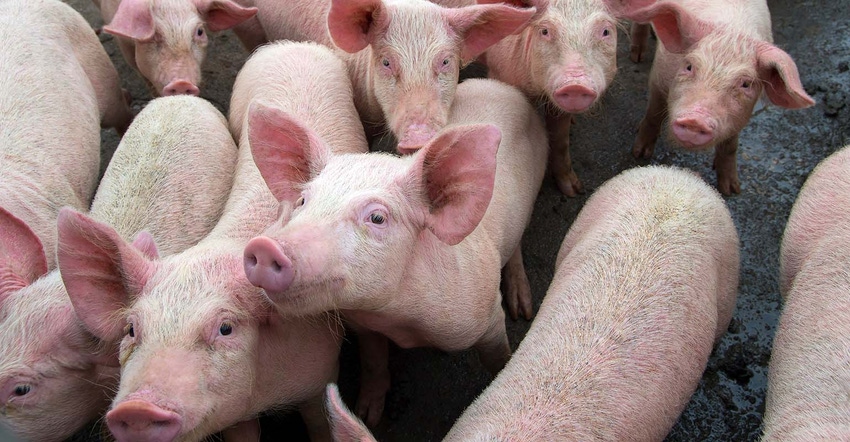 pigs.jpg pigs.jpg