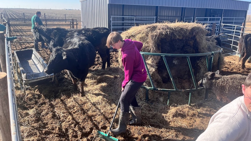 Hampton FFA member cleans the beef cattle teaching herd