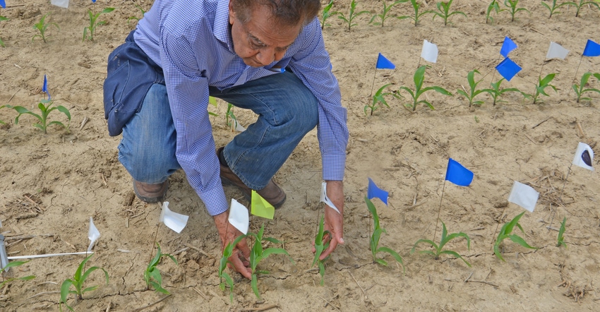 Dave Nanda examines small corn plants in a field