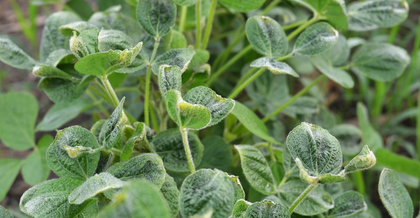 soybean leaves show dicamba damage