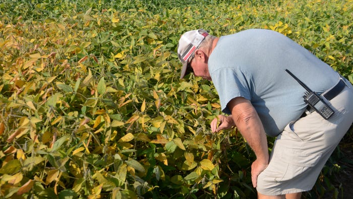 Steve Schwering inspects soybeans in field