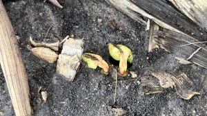 injuries to soybean plants