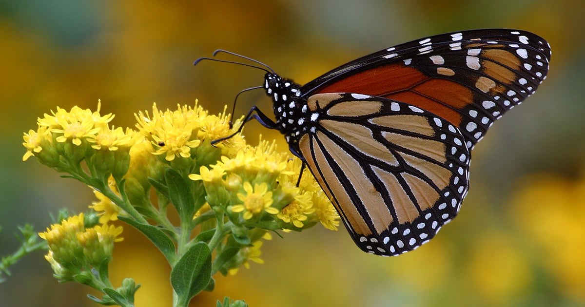 Nebraska rangelands, pollinators mutually beneficial