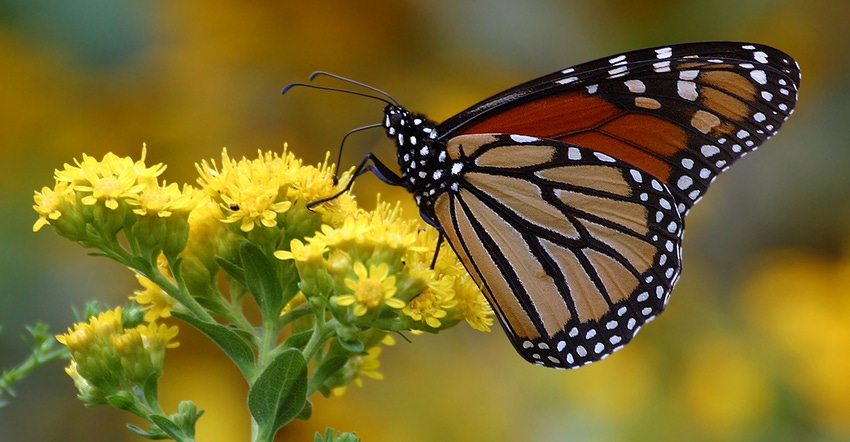 Monarch butterly on flower