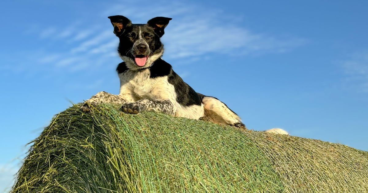 Vote for the best farm dog in Illinois