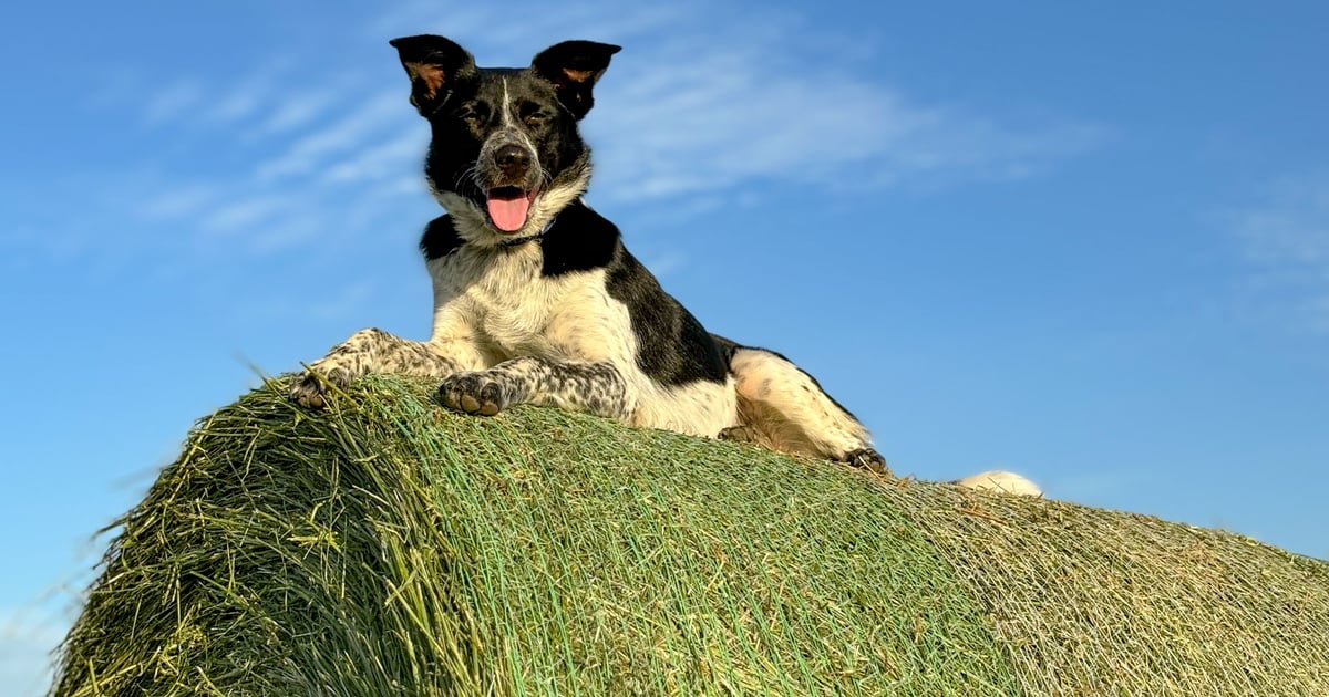 Vote for the best farm dog in Illinois