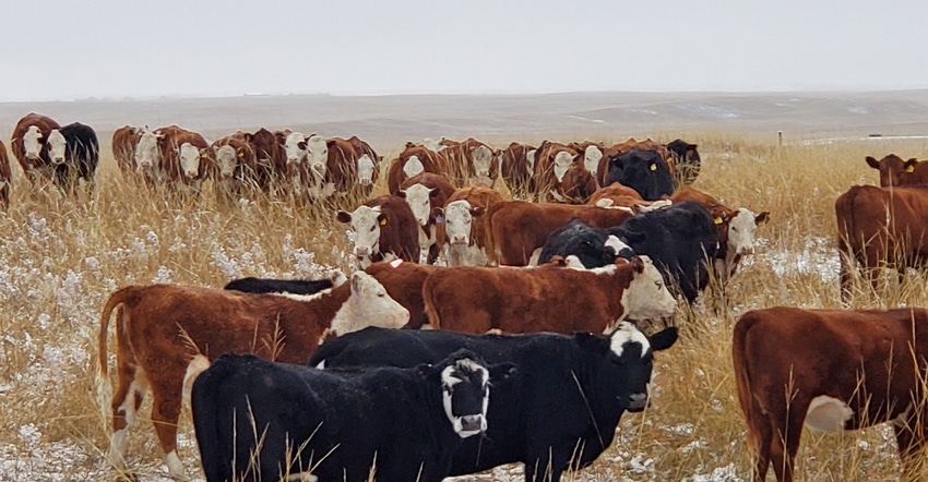 beef heifers strip graze in snowy pasture