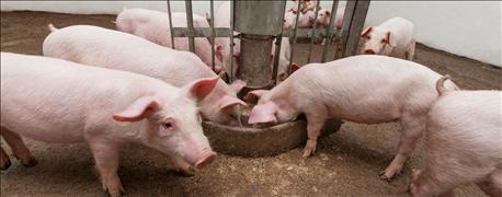 pork_producers_turn_heat_south_african_trade_issues_1_635744790534596000.jpg