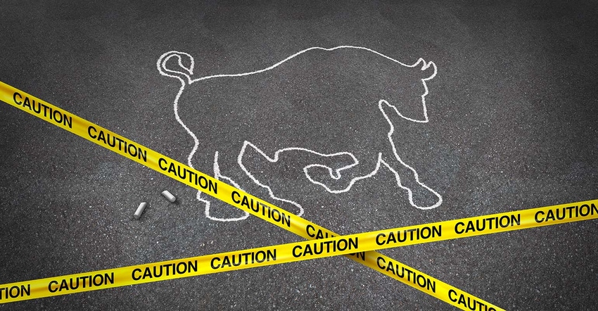 bull in chalk with caution tape