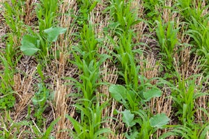 cover crops conservation