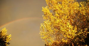 Tree with rainbow in the sky in background