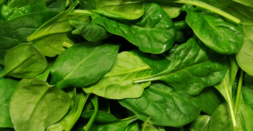baby-spinach-GettyImages-173619212.jpg
