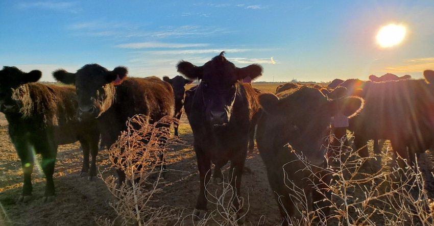 swfp-shelley-huguley-19-cattle-sunrise.jpg swfp-shelley-huguley-19-cattle-sunrise.jpg
