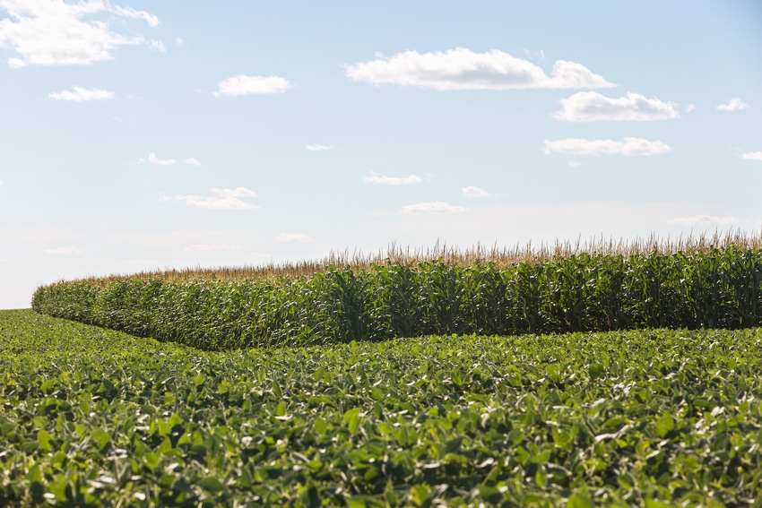 corn-soybean-field-483495412.jpg