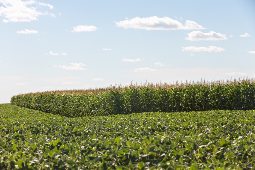 corn-soybean-field-483495412.jpg corn-soybean-field-483495412.jpg