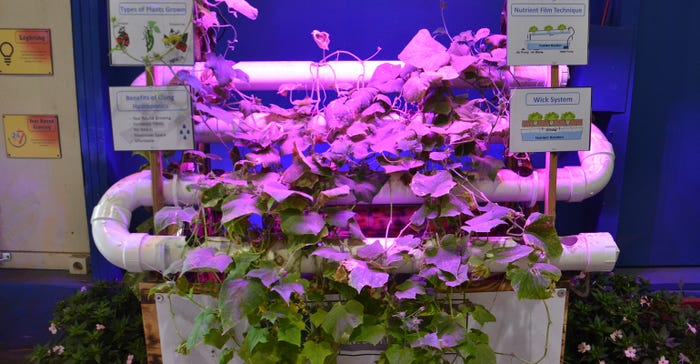 plants growing hydroponically under lights 