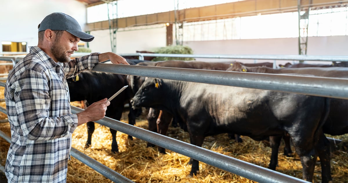 Beef cattle body condition affects calving success