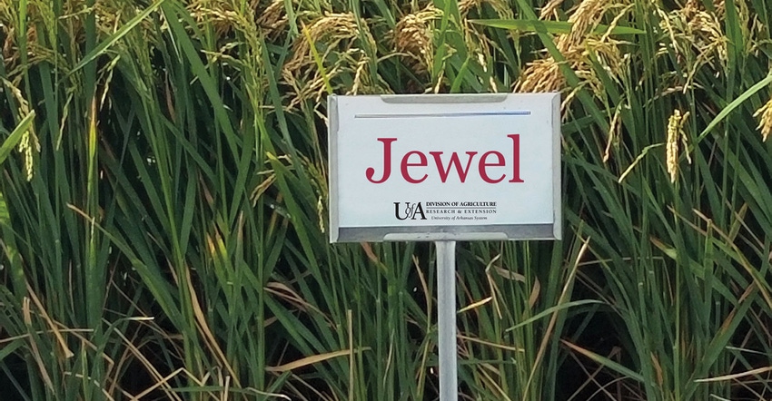 rice-jewel-variety-moldenhauer-uark.jpg