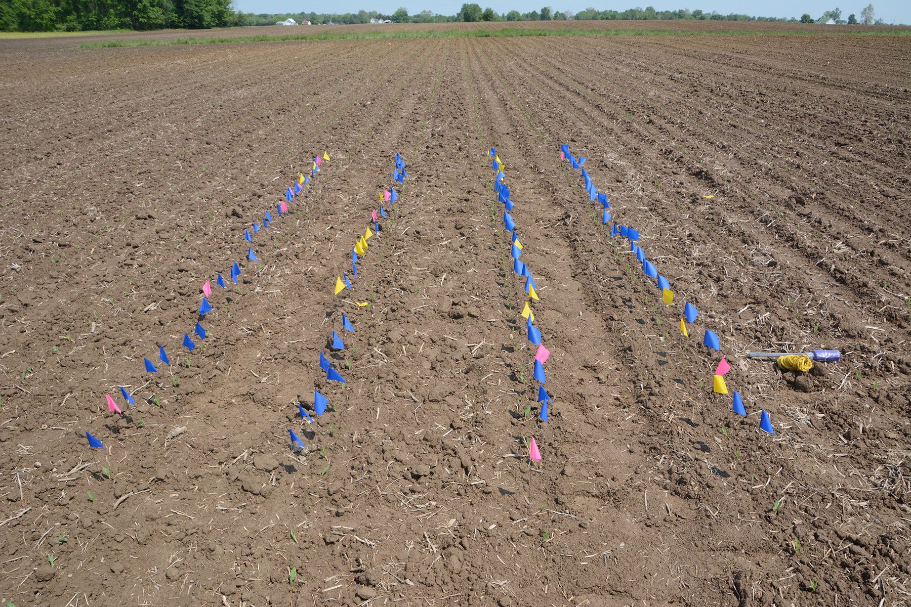 A close up of blue flags in a field