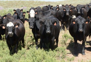 Pregnant heifers on pasture