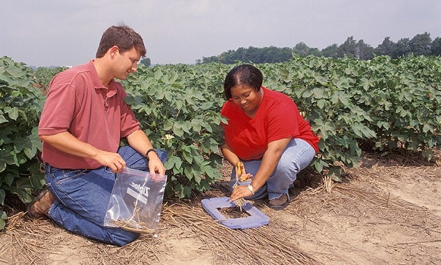 Scientists studying no-till