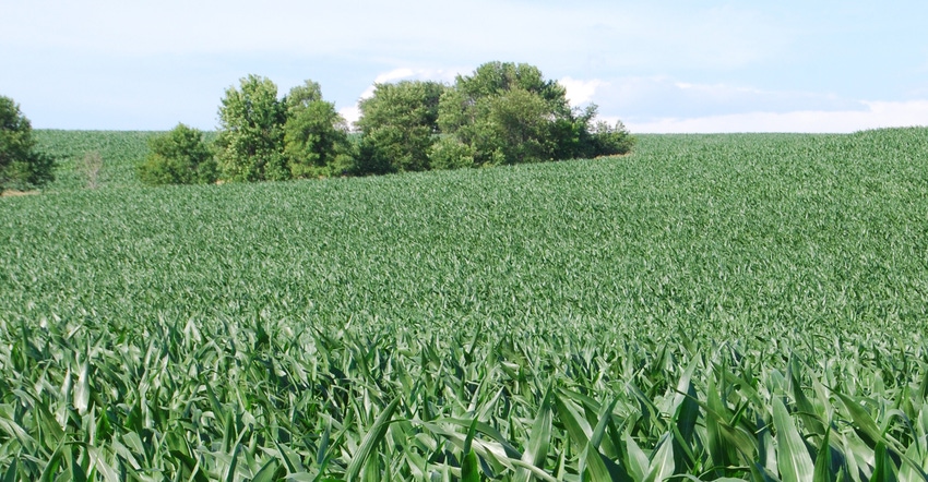 Cornfield Cornfield