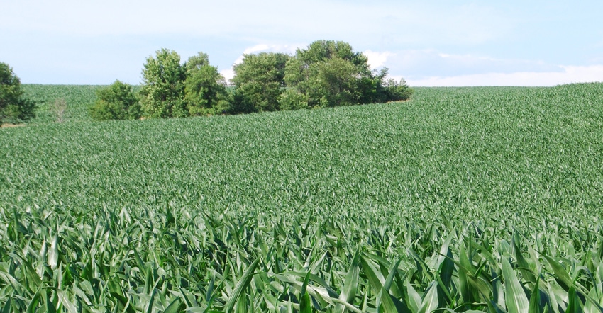 Cornfield