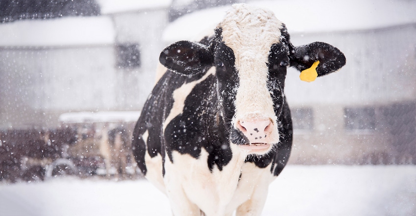 Holstein in snow