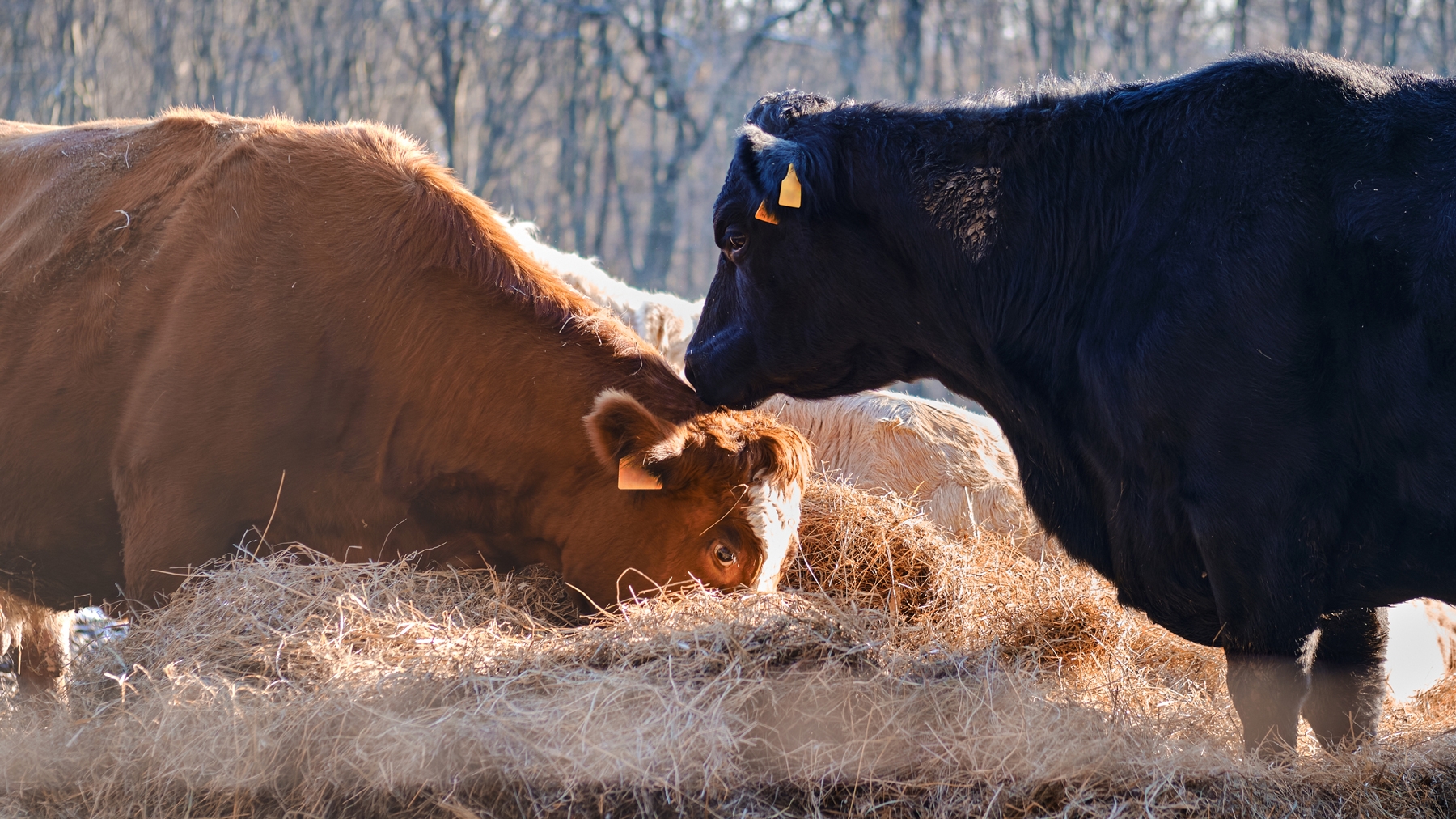 Low-cost hay displaces idea for feeding rice straw to cattle – Chico  Enterprise-Record