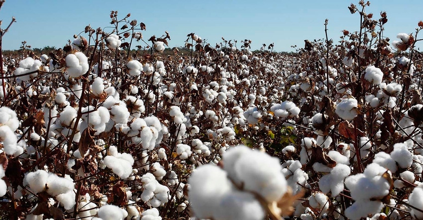 Cotton field before harvest