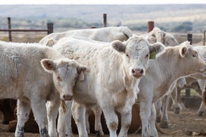 beef cattle in a feedlot