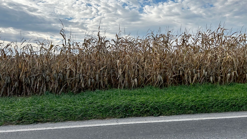 A field of corn with dry plants ready for harvest