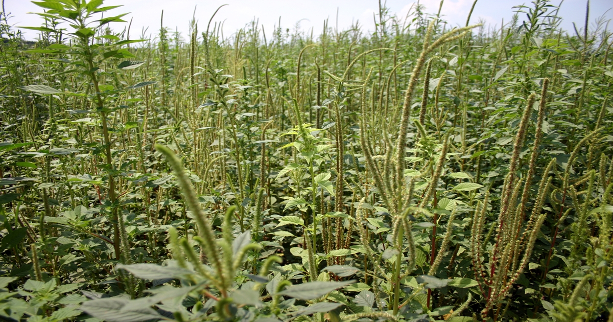 Managing pigweed seed | Farm Progress