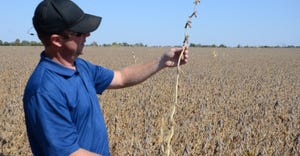 Steve Gauck holds up soybean plants