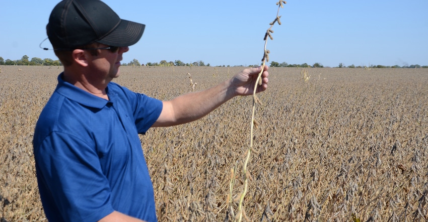 Steve Gauck holds up soybean plants Steve Gauck holds up soybean plants
