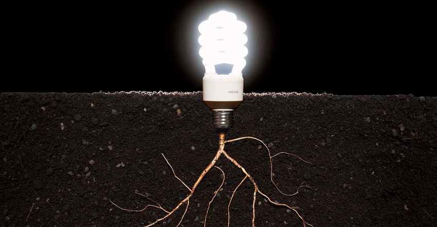light bulb attached to roots