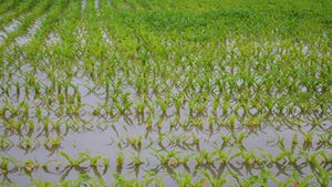 A flooded cornfield