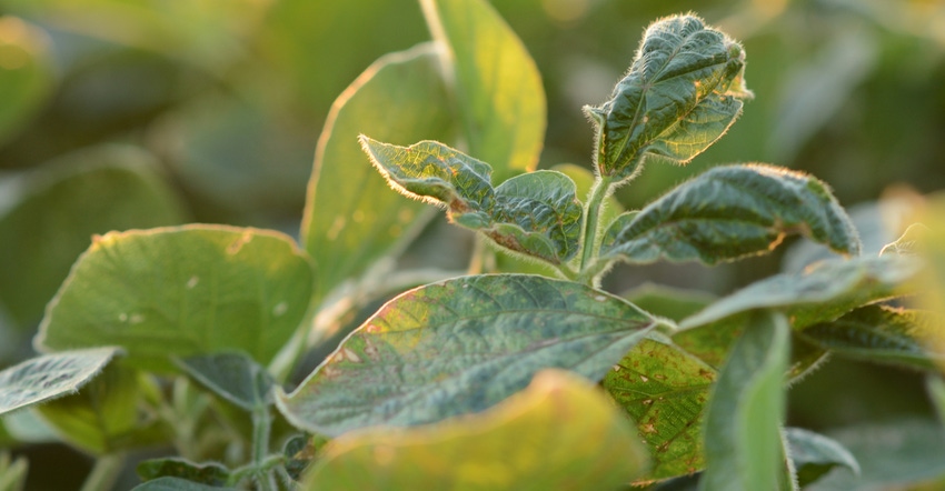 cupped soybean leaves from dicamba damage cupped soybean leaves from dicamba damage