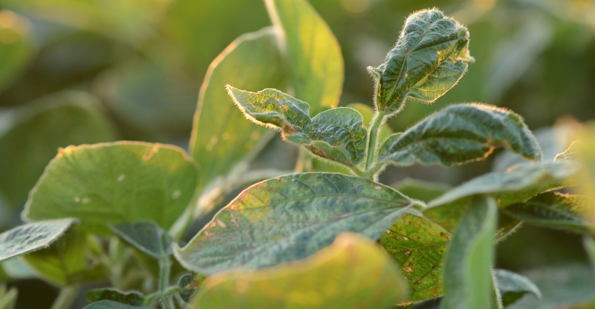 cupped soybean leaves from dicamba damage