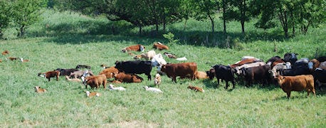 how_count_cows_pasture_system_important_1_635394293570862736.jpg