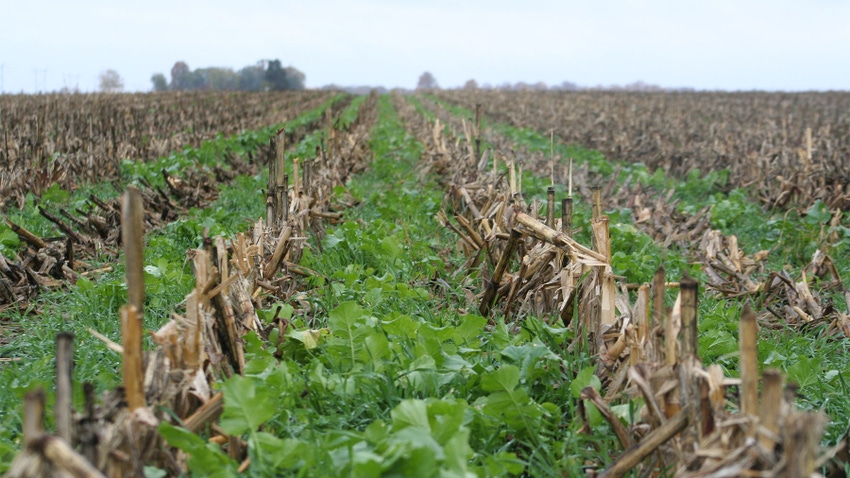 Cover crops growing in between leftover corn residue