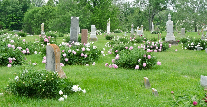 peonies in a cemetery
