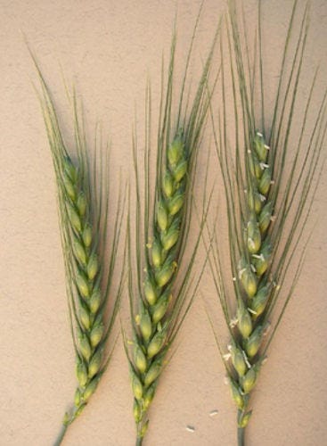 best_stage_applying_fungicides_scab_control_wheat_barley_2_635055028133204511.jpg