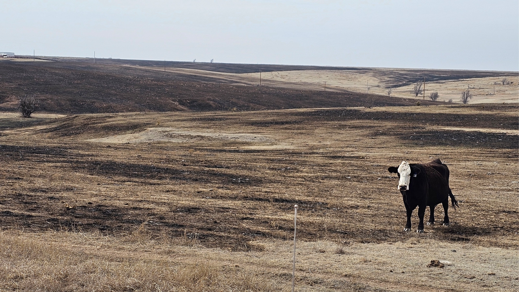 swfp-shelley-huguley-rankin-fire-cattle.jpg