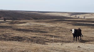 cattle, wildfire damage